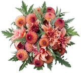 Luxury Orange Dhalia Bouquet - Flowers Box London