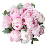 Luxury Peonies with Eucalyptus Bouquet - Flowers Box London