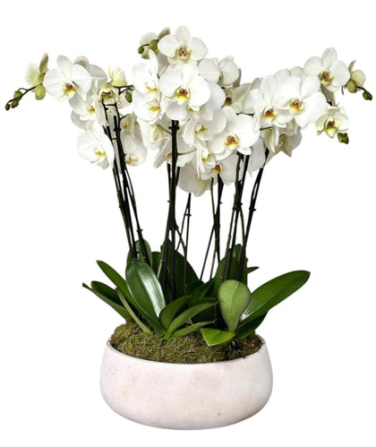 Luxury Phalaenopsis Orchids in Round Pot