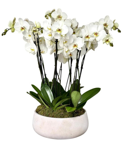 Luxury Phalaenopsis Orchids in Round Pot