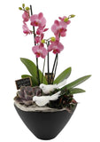 Luxury Phalenopsis Orchids Gifts with Succulent in Pot - Flowers Box London