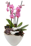 Luxury Phalenopsis Orchids Gifts with Succulent in Pot - Flowers Box London