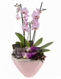 Luxury Phalenopsis Orchids Gifts with Succulent in Pot - Flowers Box London