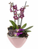 Luxury Phalenopsis Orchids Gifts with Succulent in Pot - Flowers Box London