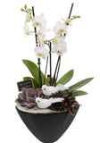 Luxury Phalenopsis Orchids Gifts with Succulent in Pot - Flowers Box London