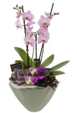 Luxury Phalenopsis Orchids Gifts with Succulent in Pot - Flowers Box London
