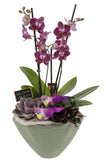 Luxury Phalenopsis Orchids Gifts with Succulent in Pot - Flowers Box London
