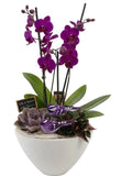 Luxury Phalenopsis Orchids Gifts with Succulent in Pot - Flowers Box London