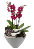 Luxury Phalenopsis Orchids Gifts with Succulent in Pot - Flowers Box London