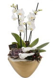 Luxury Phalenopsis Orchids Gifts with Succulent in Pot - Flowers Box London