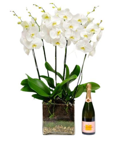 Luxury Phalenopsis Orchids in Glass Square Pot with Champagne - Flowers Box London