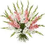 Luxury Pink and White Gladioli Bouquet