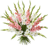 Luxury Pink and White Gladioli Bouquet