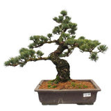 Luxury Pinus Parviflora Bonsai Tree - Flowers Box London