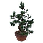 Luxury Pinus Parviflora Bonsai Tree - Flowers Box London