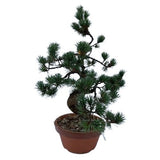 Luxury Pinus Parviflora Bonsai Tree - Flowers Box London