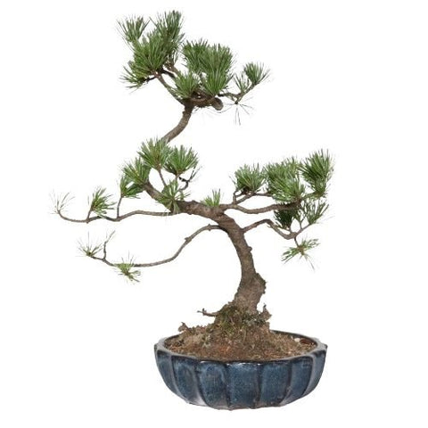 Luxury Pinus Parviflora Bonsai Tree - Flowers Box London