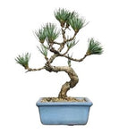 Luxury Pinus Parviflora Bonsai Tree - Flowers Box London