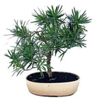 Luxury Podocarpus Bonsai Tree - Flowers Box London