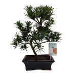 Luxury Podocarpus Bonsai Tree - Flowers Box London