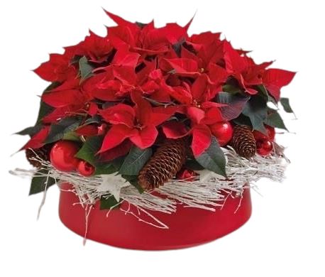 Luxury Potted Poisenttia with Xmas Decoration - Flowers Box London