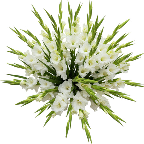 Luxury Pure White Gladiolus Bouquet
