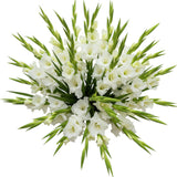 Luxury Pure White Gladiolus Bouquet - Flowers Box London