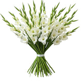 Luxury Pure White Gladiolus Bouquet - Flowers Box London