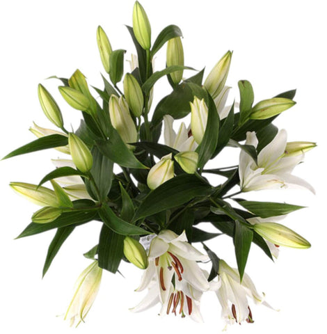 Luxury Royal White Lily Bouquet - Flowers Box London