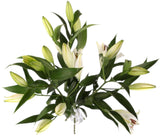 Luxury Royal White Lily Bouquet - Flowers Box London