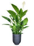 Luxury Spathiphyllum in Ceramic Round Pot