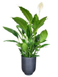 Luxury Spathiphyllum in Ceramic Round Pot - Flowers Box London