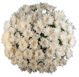 Luxury White Chrysanthemum Bouquet - Flowers Box London