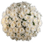 Luxury White Chrysanthemum Bouquet