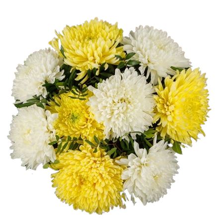 Luxury White & Yellow Chrysanthemum Bouquet