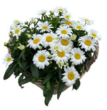 Luxury Wicker Basket of Daisy Leucanthemum - Flowers Box London