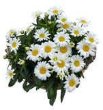 Luxury Wicker Basket of Daisy Leucanthemum - Flowers Box London