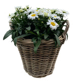 Luxury Wicker Basket of Daisy Leucanthemum - Flowers Box London