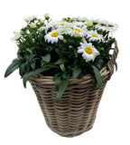 Luxury Wicker Basket of Daisy Leucanthemum - Flowers Box London