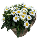 Luxury Wicker Basket of Daisy Leucanthemum - Flowers Box London