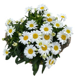 Luxury Wicker Basket of Daisy Leucanthemum - Flowers Box London
