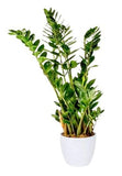 Luxury Zamioculcas Zamiifolia Plant - Flowers Box London