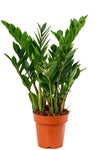 Luxury Zamioculcas Zamiifolia Plant