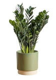 Luxury Zamioculcas Zamiifolia Plant - Flowers Box London