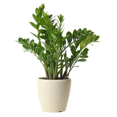 Luxury Zamioculcas Zamiifolia Plant - Flowers Box London