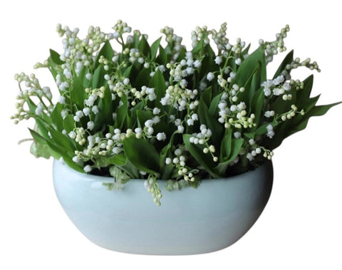 Magnificent Lily of Valley Plant in Ceramic Bowl - Flowers Box London