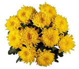 Magnum Yellow Chrysanthemum Bouquet - Flowers Box London