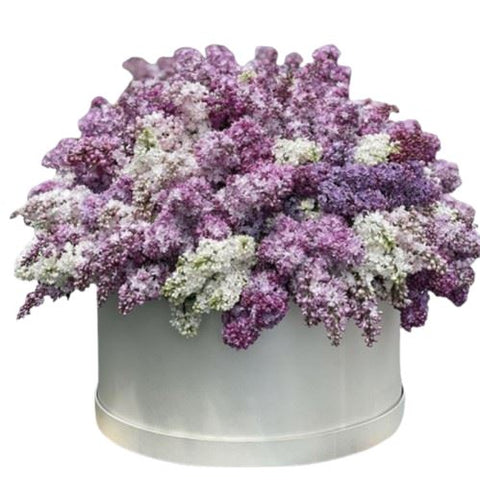 Marvelous Box of Fragrant Lilac Flowers - Flowers Box London