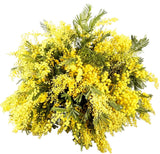 Mimosa Bouquet - Flowers Box London