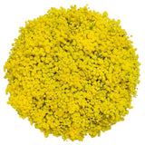 Mimosa Bouquet - Flowers Box London